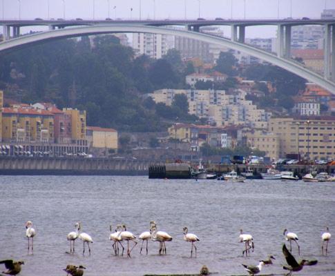 Porto Arrabida Gaia, Big Comfortable, 4Or6 Pax, Ground Floor Vila Nova de Gaia Exterior photo